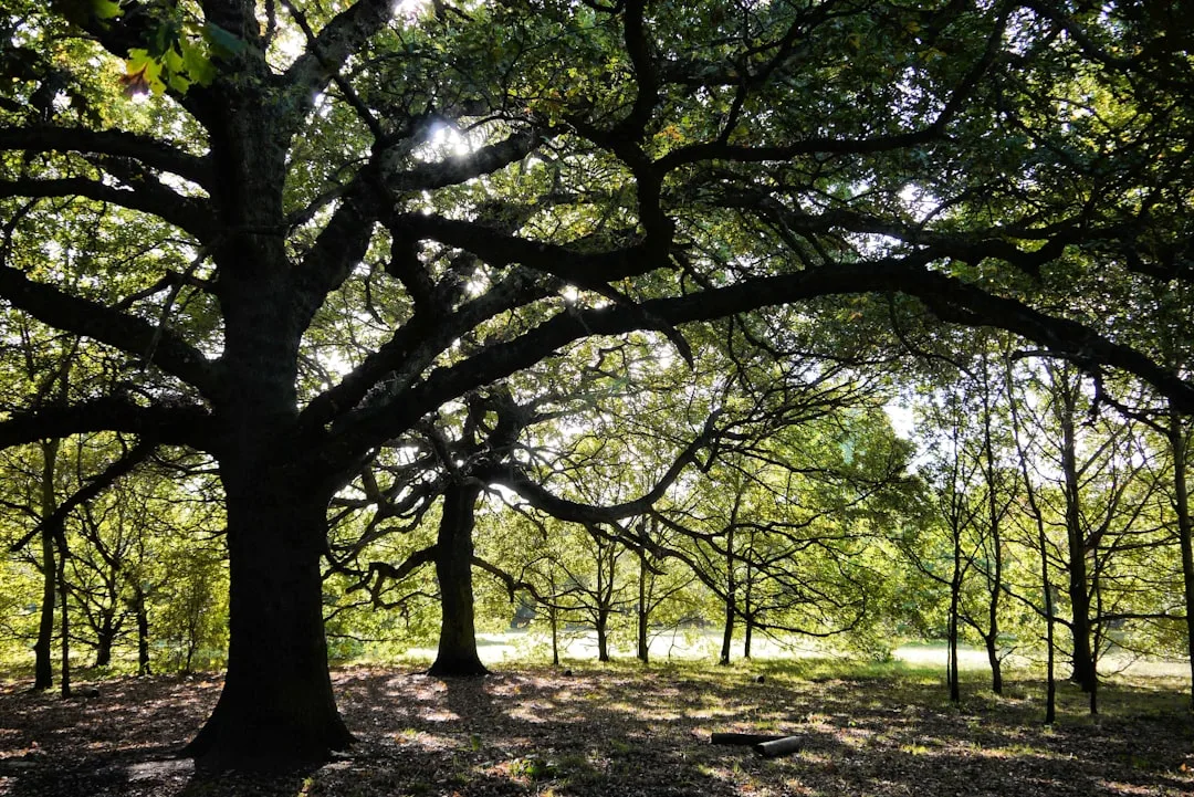 An ancient oak tree